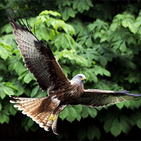 Buy canvas prints of Red Kite by Tony Bates