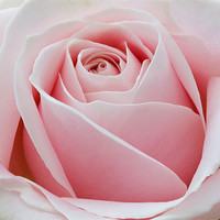Buy canvas prints of Pink Rose by Tony Bates