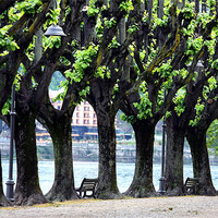 Buy canvas prints of Line of trees at Lake Maggiore by Tony Bates