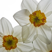 Buy canvas prints of Daffodil Study Four by Kate Young