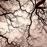 Buy canvas prints of Tree brains by Marja Ozwell