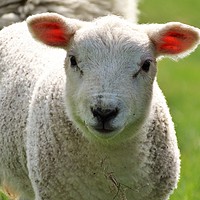Buy canvas prints of Woolly lamb by Marja Ozwell