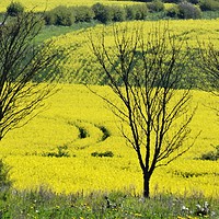 Buy canvas prints of Yellow fields by Marja Ozwell