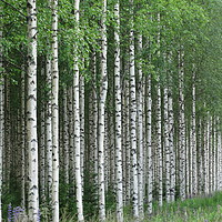 Buy canvas prints of Silver birch forest                                by Marja Ozwell