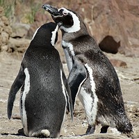 Buy canvas prints of Penguin love                      by Marja Ozwell