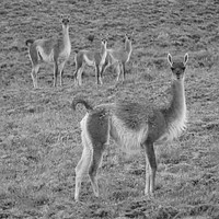 Buy canvas prints of Vicuna family by Marja Ozwell