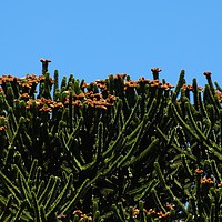 Buy canvas prints of Monkey puzzle cones by Marja Ozwell
