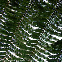 Buy canvas prints of Fern by Lucy Antony