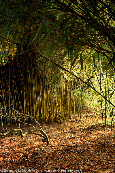 Sunlight through bamboo Picture Board by Lucy Antony