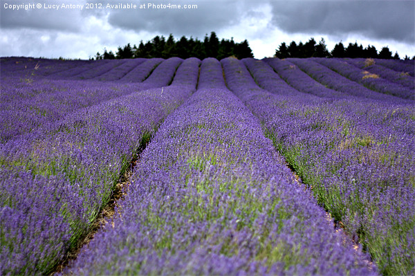 lavender field Picture Board by Lucy Antony