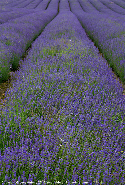 Lines of Lavender Picture Board by Lucy Antony