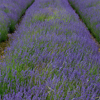 Buy canvas prints of Lines of Lavender by Lucy Antony