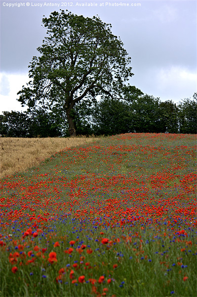 wildflower meadow Picture Board by Lucy Antony