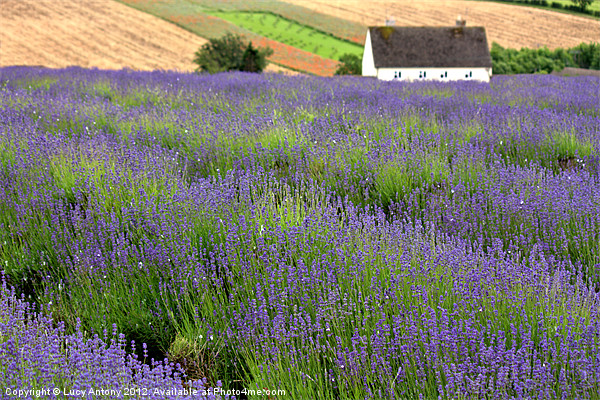 Lavender house Picture Board by Lucy Antony
