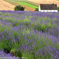 Buy canvas prints of Lavender house by Lucy Antony