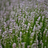 Buy canvas prints of white lavender by Lucy Antony