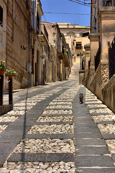 Sicilian alley cat Picture Board by Lucy Antony