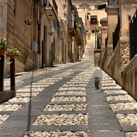 Buy canvas prints of Sicilian alley cat by Lucy Antony