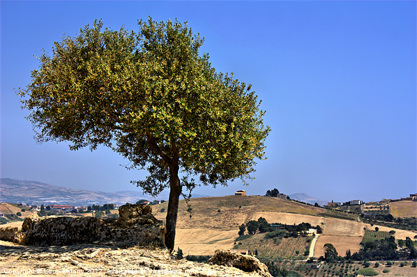 Olive tree, Sicily Picture Board by Lucy Antony