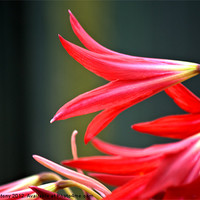 Buy canvas prints of red fluted flower by Lucy Antony