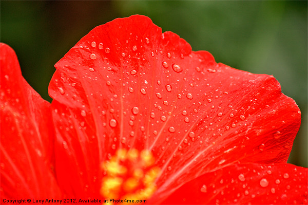 dew drop red Picture Board by Lucy Antony