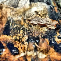 Buy canvas prints of Oak leaf in bark by Lucy Antony