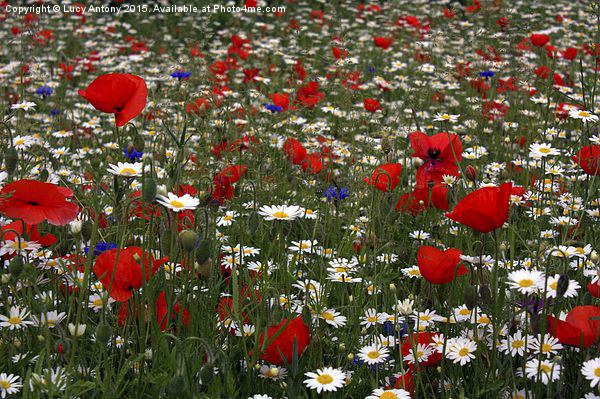  Wildflower Field - red, white and blue Picture Board by Lucy Antony
