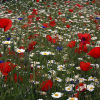 Buy canvas prints of  Wildflower Field - red, white and blue by Lucy Antony