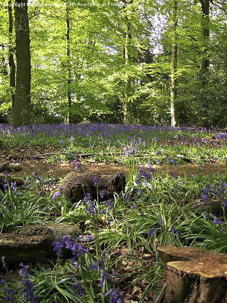  Bluebell Wood Picture Board by Lucy Antony