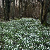 Buy canvas prints of  Snowdrop wood by Lucy Antony