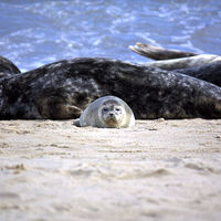 Buy canvas prints of  Seal pup on Horsey Beach by Lucy Antony