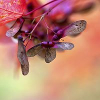 Buy canvas prints of  Maple seed by Lucy Antony