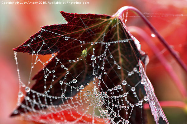  Autumn web Picture Board by Lucy Antony