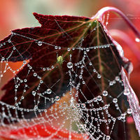 Buy canvas prints of  Autumn web by Lucy Antony