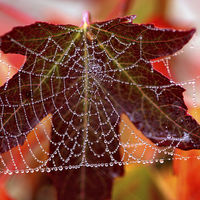 Buy canvas prints of  Square web by Lucy Antony