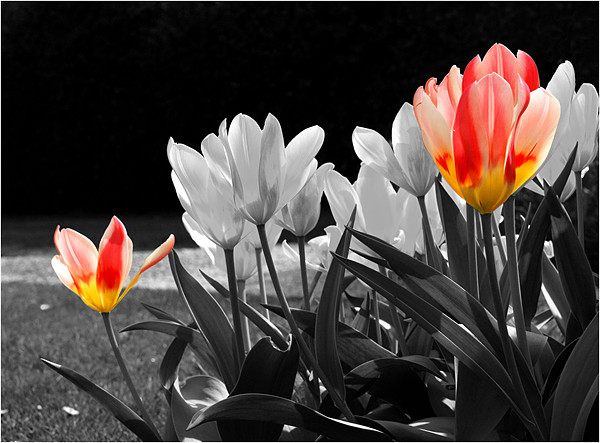Tulips in Spring Picture Board by Lucy Antony