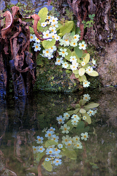 Flowers Reflected Picture Board by Lucy Antony