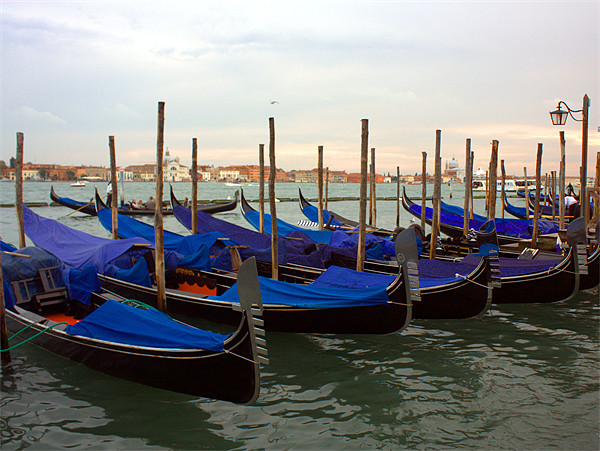 Evening Gondolas in Venice Picture Board by Lucy Antony