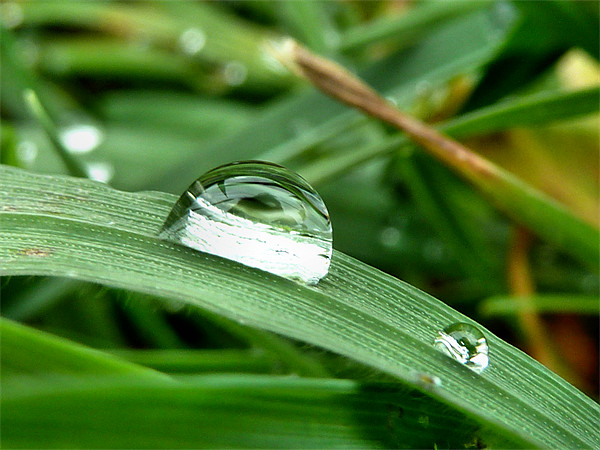 Dew on a blade of grass Picture Board by Lucy Antony