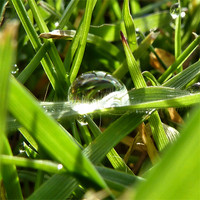 Buy canvas prints of Dew on Grass II by Lucy Antony