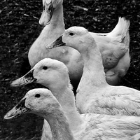 Buy canvas prints of DUCK DAYS by Bruce Glasser