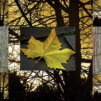 Buy canvas prints of  NATURAL COLLAGE by Bruce Glasser