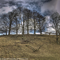 Buy canvas prints of Hill of Trees by Allan Briggs