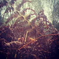 Buy canvas prints of  Autumn Ferns by Madeline Harris