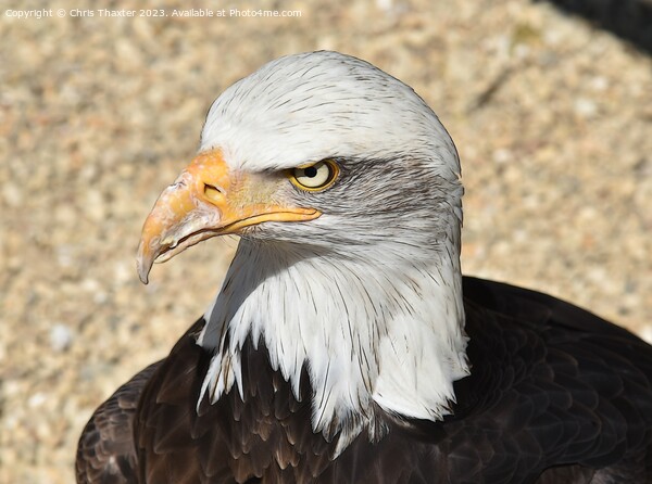 The stare of a Bald Eagle  Picture Board by Chris Thaxter
