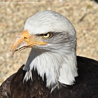 Buy canvas prints of The stare of a Bald Eagle  by Chris Thaxter