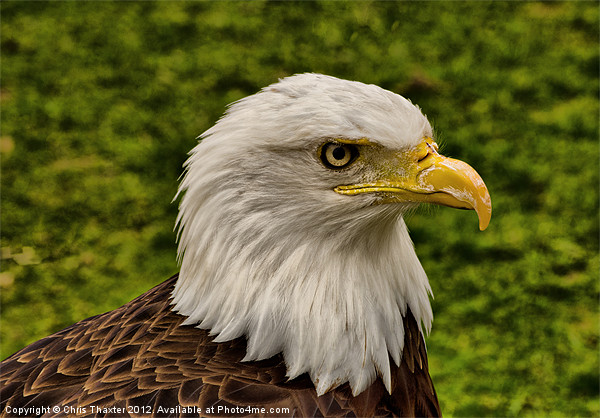 The Bald Eagle Picture Board by Chris Thaxter