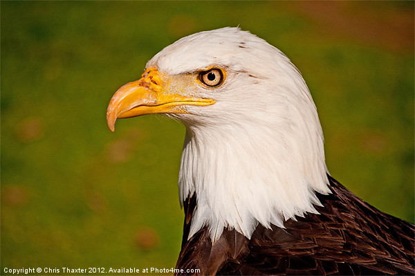 Bald Eagle 2 Picture Board by Chris Thaxter