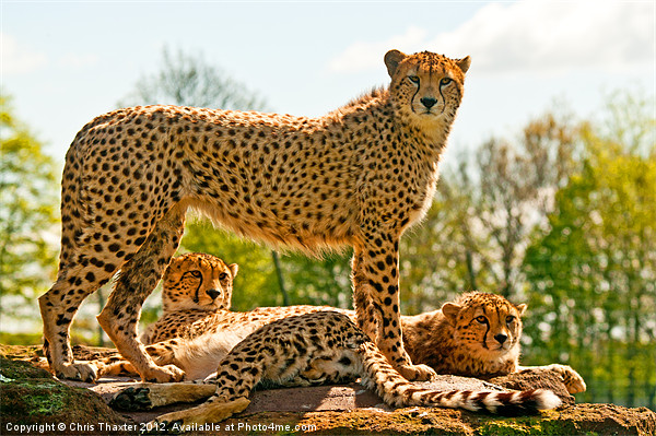 Cheetahs Three Picture Board by Chris Thaxter