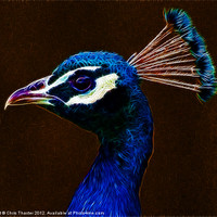 Buy canvas prints of Fractalius Peacock by Chris Thaxter